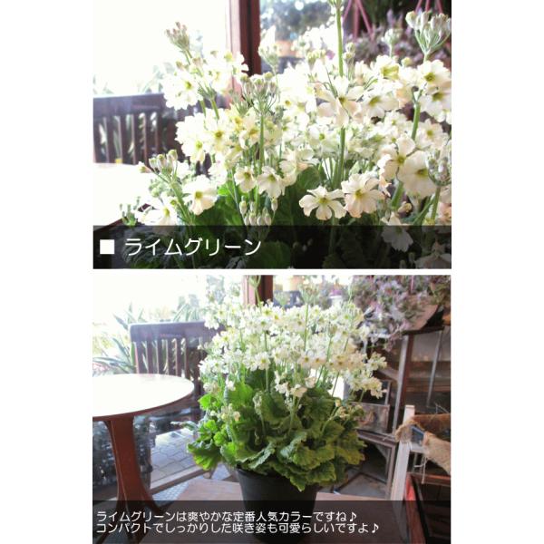 ウィンティー 5号鉢サイズ 鉢植え 選べる花色 プリムラ マラコイデス サクラソウ サントリーフラワーズ 花 フラワー 鉢花 プレゼント 桜草 ウインティー Buyee Buyee Japanese Proxy Service Buy From Japan Bot Online