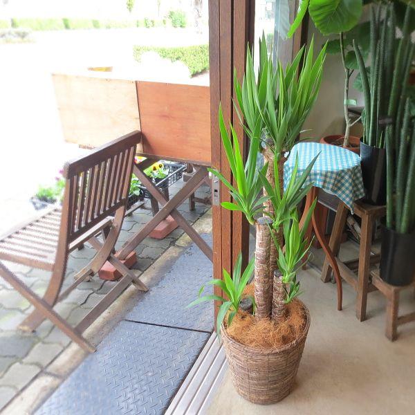 青年の木 ユッカ エレファンテベス 8号鉢サイズ 鉢植え 送料無料 薫る花 観葉植物 おしゃれ インテリアグリーン 大型 中型 冬の幸福の木 お誕生日プレゼント Yucca 01 薫る花 通販 Yahoo ショッピング