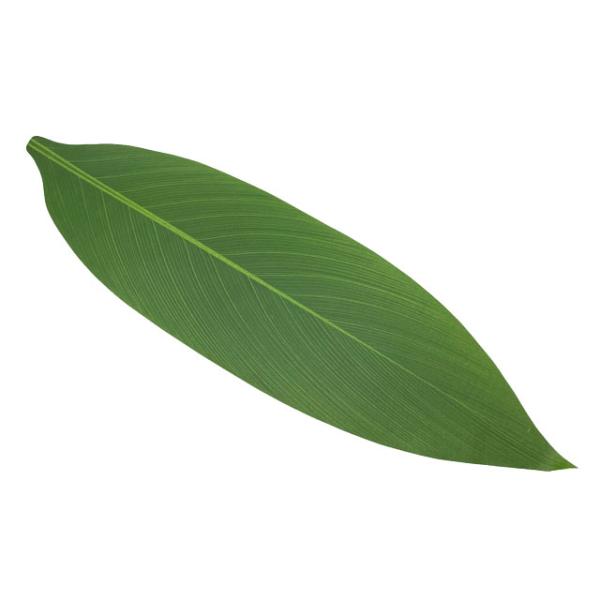 素材 ■化繊（ポリエステル）  サイズ ■丈　約65cmｘ18cm  商品について■ Kapaliliオリジナルティ-リーフスカートTLS101用(但し入荷時期によって少しづつ色合い、厚みが変わります )  在庫について ■本店でも販売して...