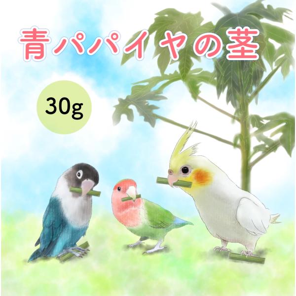 パパイヤの茎 中型インコ 大型インコ 農薬不使用 : カリブベッツラボ