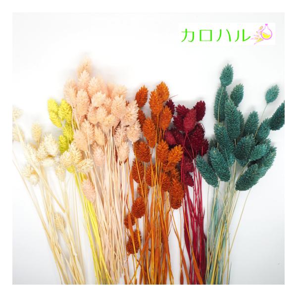 新色あり ファラリス ドライフラワー 5本入り 天然素材 ハーバリウム リース インテリア ハンドメイド 花材 プリザーブドフラワー ボタニカル Buyee Buyee Japanese Proxy Service Buy From Japan Bot Online