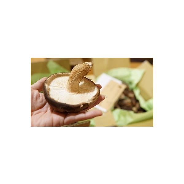 【お届け時期】朝採り即日発送。鮮度を保つため、クール便で発送いたします。原木栽培は、自然に近い栽培方法です。気候によって発生量が前後いたしますので、お時間をいただく場合もございます。☆Lサイズの目安☆直径約6センチ以上となります。1kgで、...