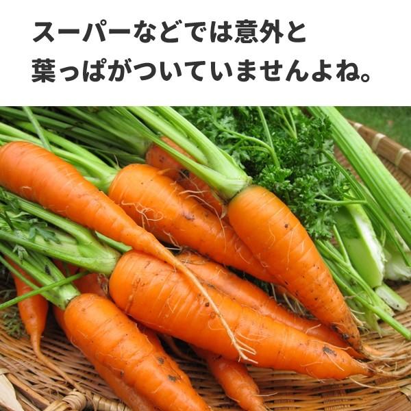 にんじん Tシャツ 人参 グッズ ニンジン おもしろ 雑貨 野菜 S M L Xl プリント 服 メンズ レディース プレゼント かわいい 衣装 可愛い Ninjin T コスチュームで仮装大賞 通販 Yahoo ショッピング