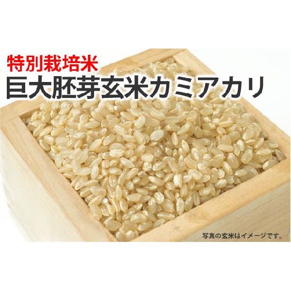 巨大胚芽玄米カミアカリ【玄米】１ｋｇ : 1029 : 片山米店ヤフー店