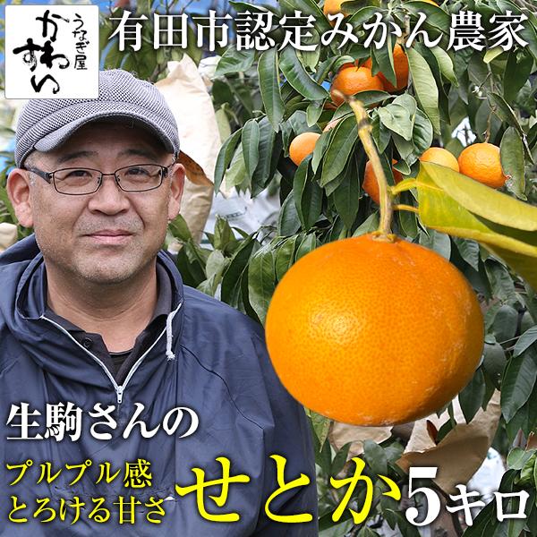 うなぎ屋かわすい 収穫次第順次発送 せとか 5kg 有田市認定みかん農家 
