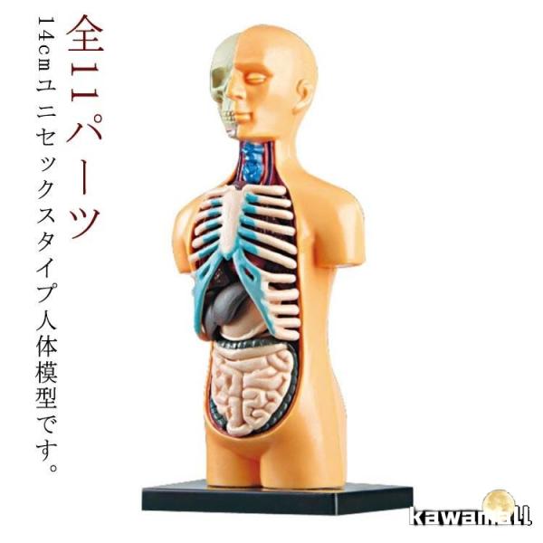 人体模型 50cm 内臓パーツ付き 中古 清掃済み 人体模型 50cm 内臓パーツ付き 中古 清掃済み 内蔵模型 人体模型