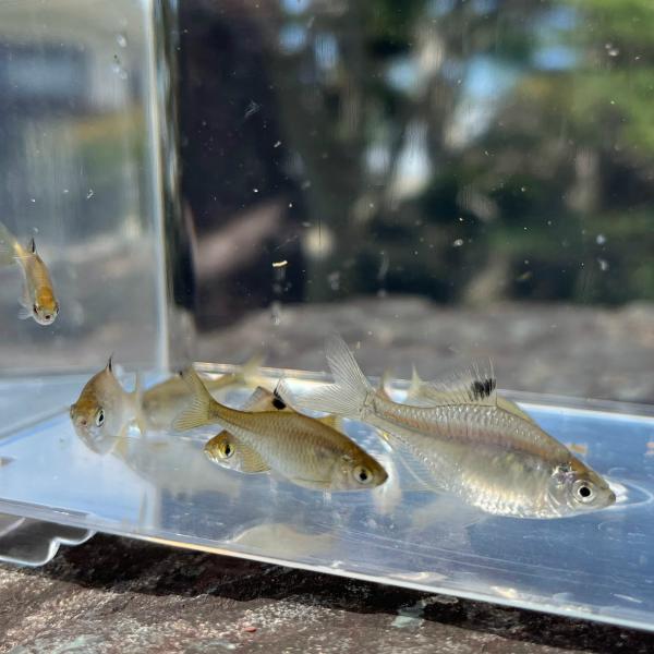 ※メスのみ※（淡水魚）タイリクバラタナゴ　（2〜4ｃｍ±）（メス♀20匹）【生体】
