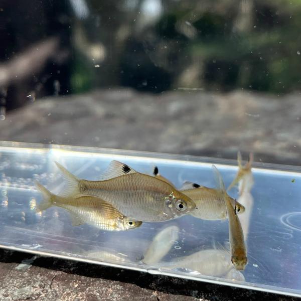 ※特盛セット※（淡水魚）タイリクバラタナゴ M（2〜4ｃｍ±）（30匹）【生体】