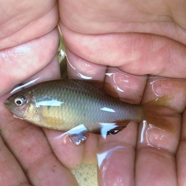 ※大口セット※（淡水魚）小さめ　アブラボテ（10匹）【生体】