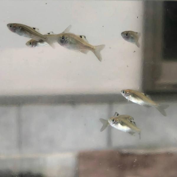 ※特盛セット※（淡水魚）カネヒラ　新仔（1〜2ｃｍ±）　（30匹）【生体】