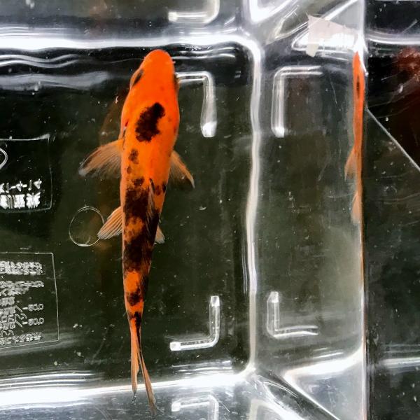 （生体サイズ）　8〜13ｃｍ±　※規格内で対応させていただきます（雌雄）　不問（数量）　1匹白べっ甲の白色部分が橙色（赤）に置き換えたもの。・白べっ甲…大正三色から紅を無くしたもの、白地に点状または小さく面状で墨が入ります。・大正三色…紅白...