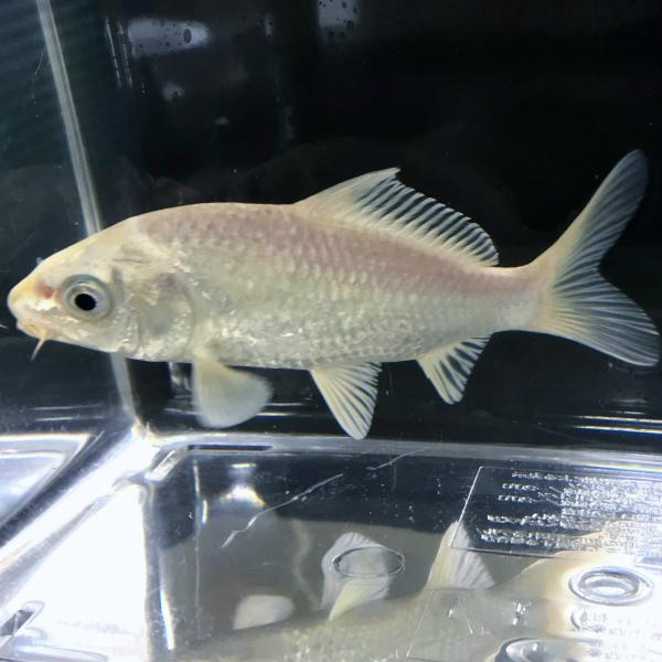 錦鯉 プラチナ 1匹 生体 Buyee Buyee Japanese Proxy Service Buy From Japan Bot Online