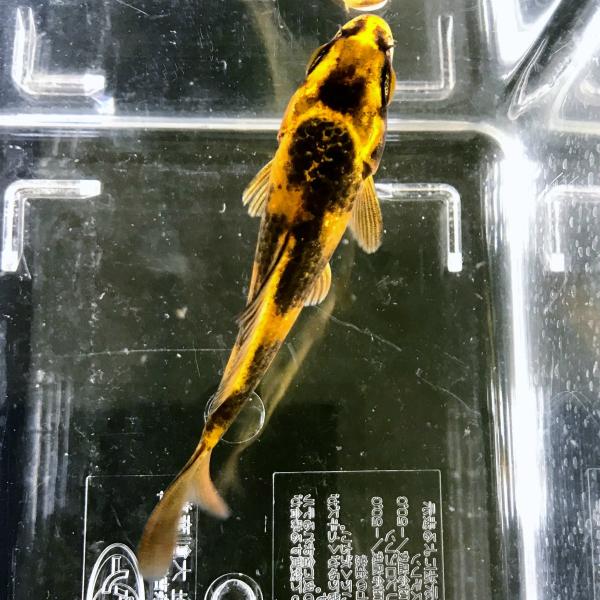 （生体サイズ）　8〜13ｃｍ±　※規格内で対応させていただきます（雌雄）　不問（数量）　1匹メタリック感のある黄金の発色と墨の組合せが特徴で、黄写りの光り物です。（始まりは、黄金×黄写りで作出）※錦鯉について、柄や鱗のタイプなどはお任せとな...