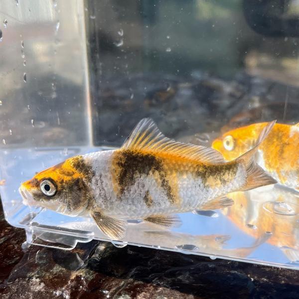 （生体サイズ）　8〜13ｃｍ±　※規格内で掬った順にお送りいたします（雌雄）　不問（数量）　1匹昭和三色の光物で、紅はオレンジ色のものが多く全身に光沢あるものです。・昭和三色紅、墨、白の三色から構成されますが、地肌の色は黒で墨が線または面状...