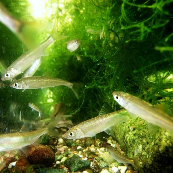 kawamura-tansuigyo_105002so