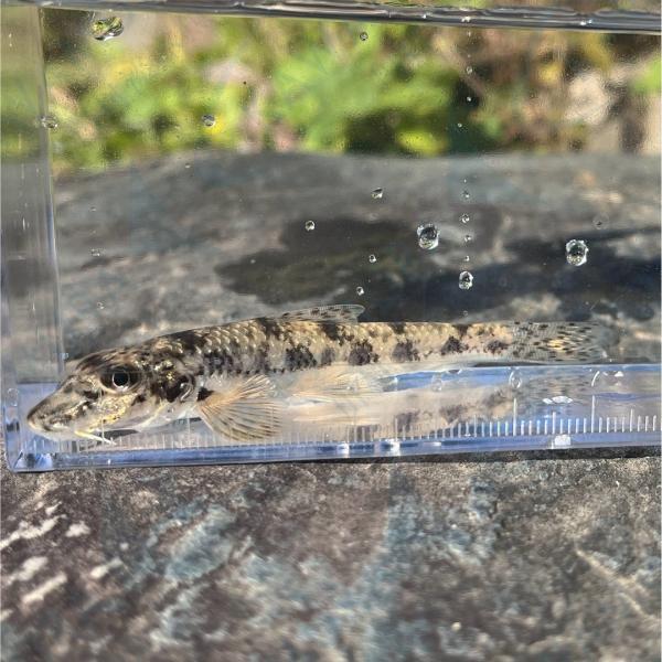 （生体サイズ）4〜9ｃｍ±　（雌雄）　不問（数量）　1匹