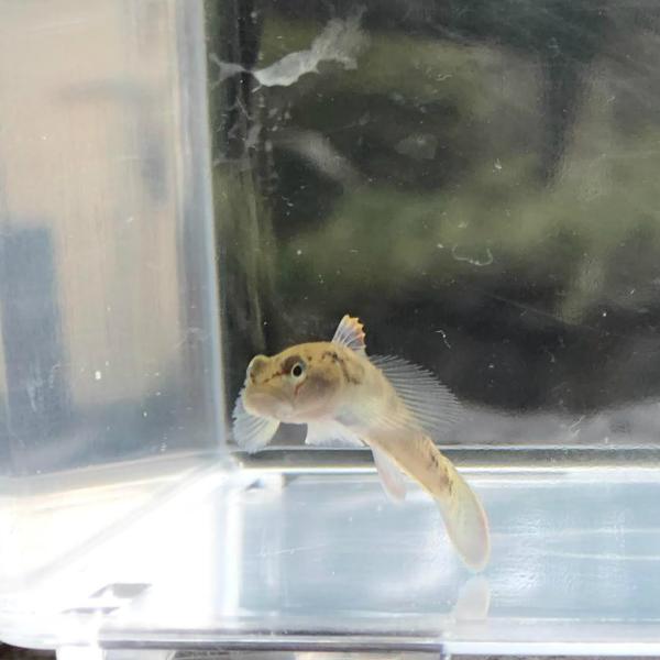 （淡水魚）ヨシノボリ（種類混合）　3〜5cm±（1匹）【生体】