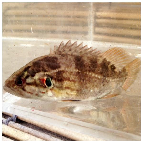 （淡水魚）大きめ　オヤニラミ　5〜8cｍ±（1匹）【生体】