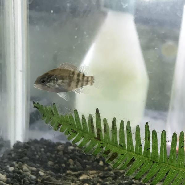 （生体サイズ）2〜4ｃｍ±　（雌雄）不問（数量）1匹