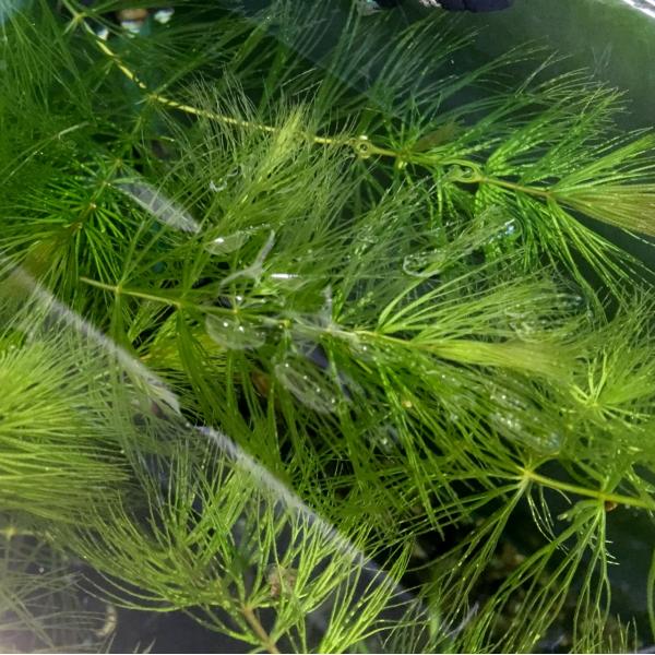 （商品サイズ）長さ10〜20ｃｍ程度　※サイズの範囲を独自に定め、当店の規格としております。また、お送りする水草のサイズはその時々の入荷状況によってお任せで、長さ指定はお受けできません。（仕様）バラ（数量）3本「国産マツモ・無農薬で安心！」...