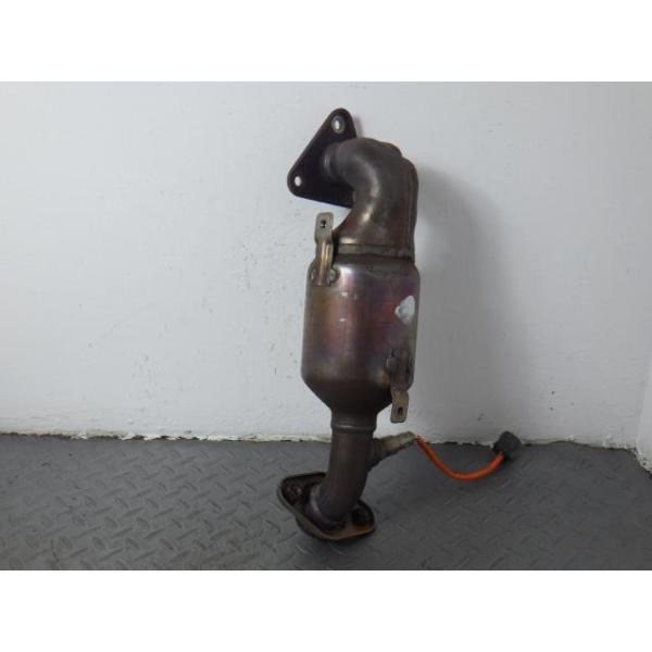 パキプス亀 pachypus | STORES