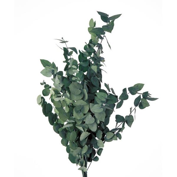 ユーカリ ステュアート グリーン プリザーブドフラワー グリ ン リーフ 実もの 枝もの グリーン Springboardmarketing Com