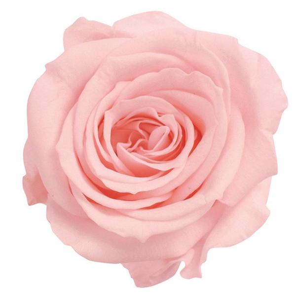 ローズ いずみ ショート ブライダルピンク プリザーブドフラワー プリザーブド ローズ バラ Starkeuken Nl