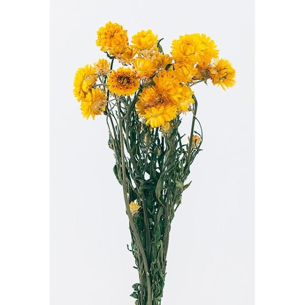 ヘリクリサム ステム付き イエロー ドライフラワー フラワー ナチュラル Nunet Co Jp