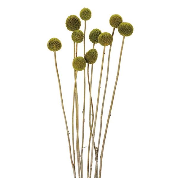 ビリーボタン グリーン ドライフラワー 枝もの カラー Mr Iceclean Eu