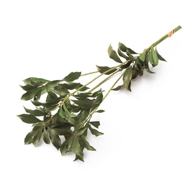 お正月小束 アセビ グリーン 5束入り プリザーブドフラワー グリ ン リーフ 実もの 枝もの