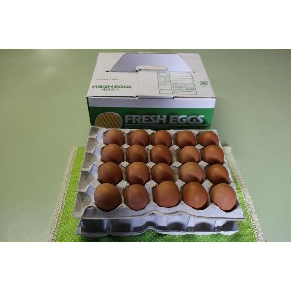 卵を1日に1個 は健康的 卵 を食べると心筋梗塞や脳卒中のリスクが低下するという報告も ニュース 保健指導リソースガイド