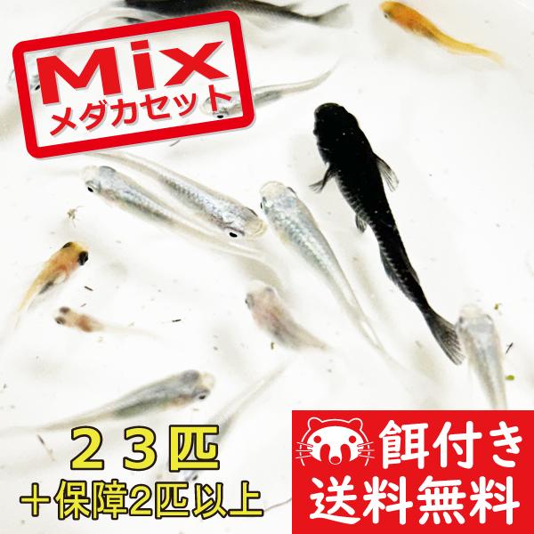 メダカ 送料無料/おまかせミックスめだか Mサイズ23匹+α セット/メダカ
