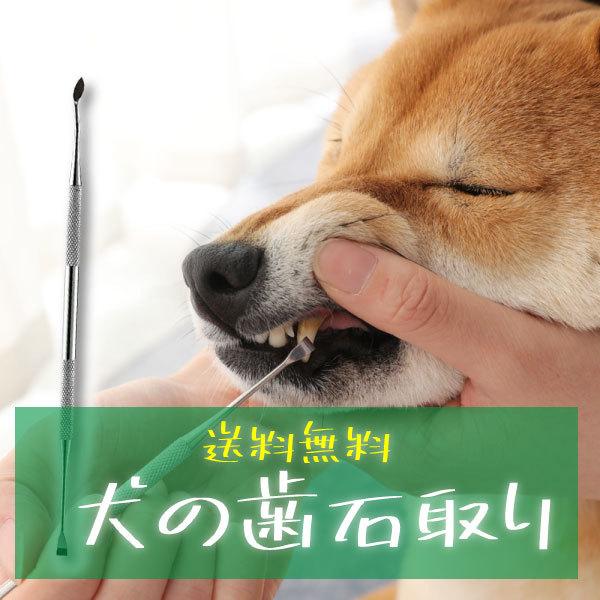 【商品名】犬用歯石取り スケーラー【サイズ】約21.3cm【この商品の特徴】■お家で簡単にワンちゃんの歯石が取れるスケーラー!■2タイプの先端で、ワンちゃんのお口のケアができます。■刃先が幅広タイプなので愛犬・愛猫の歯石もしっかりと短時間で...