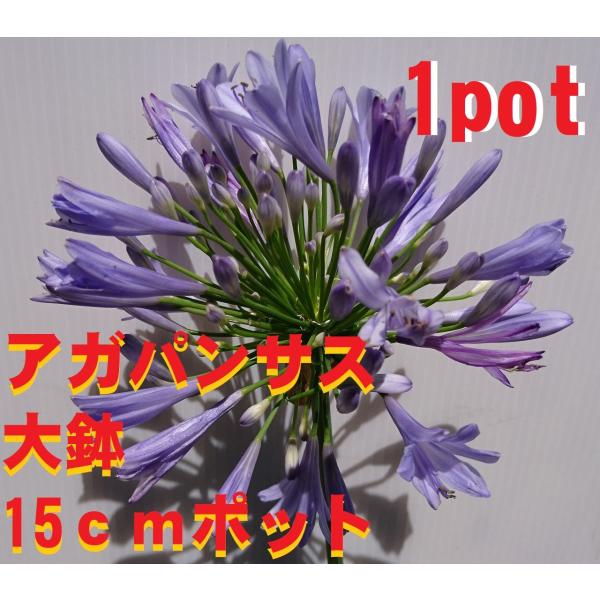 アガパンサス 大きな15cmポット入り 大株 1ポット 紫花 多年草