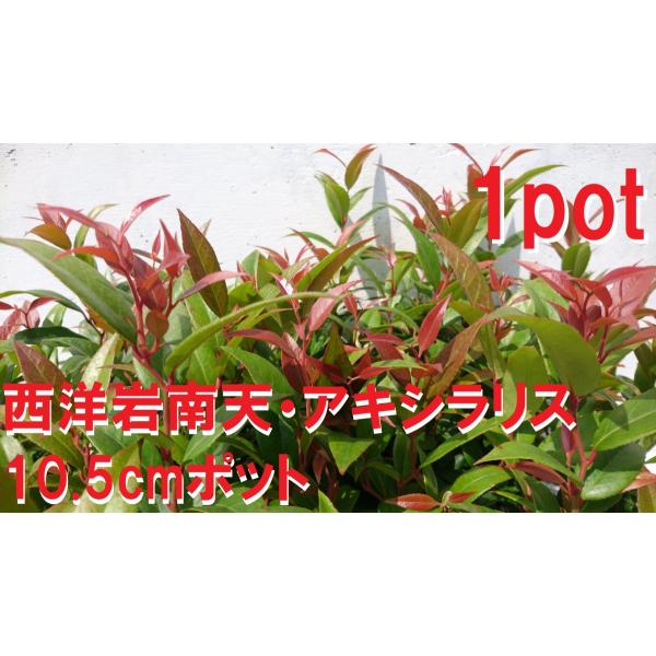 10.5cmpot×1ポットです。近年利用されることが増えてきた樹種です。ヨーロッパでは人気があり洋風のお庭によく似合いそうです。常緑樹で成長はやや遅めです。鉢底より30ｃｍ前後の物をお届けします。※植物には個体差がございますので性質等をご...