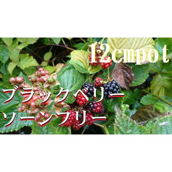 12ｃｍポット×1本です。鉢底より50ｃｍ前後の物をお届けします。耐寒性、耐暑性、ともに優れ育てやすいです。無農薬でも病害虫が少なく育てやすい！1本でも実は生ります。収穫してジャムやジュースに！※落葉樹です。※植物には個体差がございますので...
