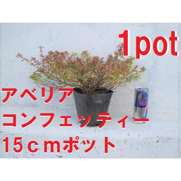 15cmpot×1ポットです。色鮮やかなカラーリーフは扱いやすく、寒くなると葉色が少し変色し、それもまた美しく、さまざまなお庭に合わせやすいです。写真は春の新芽時に撮影したものです。※植物には個体差がございますので性質等をご理解の上ご利用ください