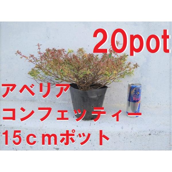 15cmpot×20ポットです。色鮮やかなカラーリーフは扱いやすく、寒くなると葉色が少し変色し、それもまた美しく、さまざまなお庭に合わせやすいです。写真は春の新芽時に撮影したものです。※植物には個体差がございますので性質等をご理解の上ご利用...