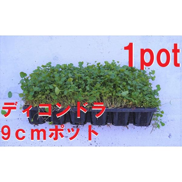 9cmpot×1ポットです。成長が早く除草対策にもなります。育てやすく地表を覆うように成長します。花も咲きますが目立たない小さな花です。主に葉っぱをお楽しみください。冬季には枯れたようになりますが、翌春には出芽します。※植物には個体差がござ...