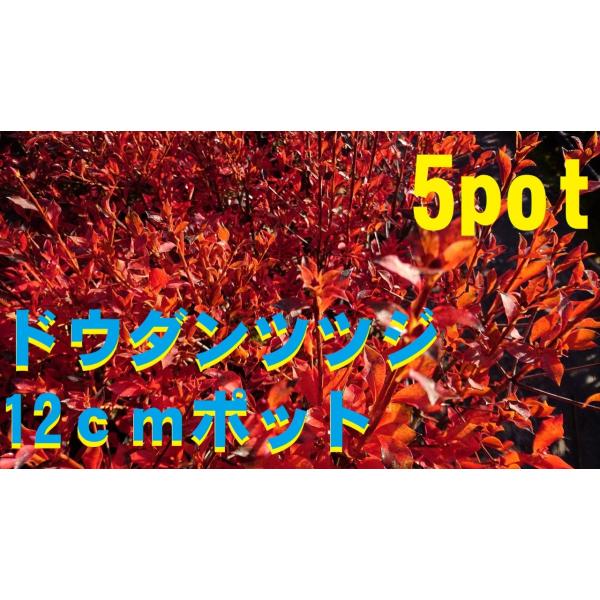 12ｃｍpot×5ポットのセットです。ドウダンツツジは剪定をさほど必要とせずにきれいな樹形を保ちます。また紅葉も真っ赤に色付き冬の訪れを感じさせてくれます。鉢底より40ｃｍ前後の物をお届けします。※植物には個体差がございますので性質等をご理...