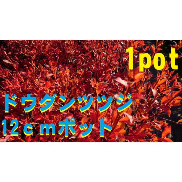 12ｃｍpot×1ポットです。ドウダンツツジは剪定をさほど必要とせずにきれいな樹形を保ちます。また紅葉も真っ赤に色付き冬の訪れを感じさせてくれます。鉢底より40ｃｍ前後の物をお届けします。※植物には個体差がございますので性質等をご理解の上ご...