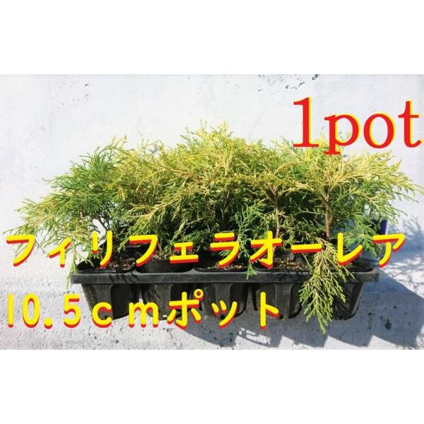 10.5ｃｍｐｏｔ×1ポットです。鉢底より30ｃｍ前後でお届けします。一年中葉っぱが黄色の常緑樹です。刈り込みにも耐え低く仕上げてもお楽しみいただけます。太陽にたっぷりとあたる日向が好きな植物です。※缶の高さ約11ｃｍです。※植物には個体差...