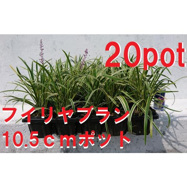 10.5ｃｍpot×20ポットのセットです。街や公園などでもよく見かける植物です。夏に咲く紫色の花も斑入りの葉とよく合い目を引きます。※植物には個体差がございますので性質等をご理解の上ご利用ください