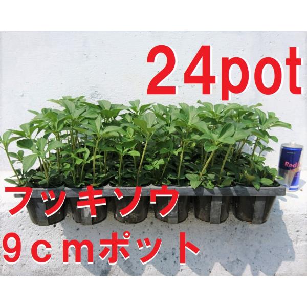 9ｃｍpot×24ポットのセットです。強健で直射日光の当たらない比較的日陰に適した植物です。玄関などのやや半日陰地を好みます。※植物には個体差がございますので性質等をご理解の上ご利用ください
