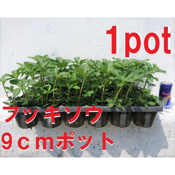 9ｃｍpot×1ポットです。強健で直射日光の当たらない比較的日陰に適した植物です。玄関などのやや半日陰地を好みます。※植物には個体差がございますので性質等をご理解の上ご利用ください