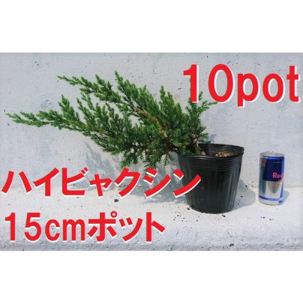 ハイビャクシン 10ポットセット 這柏槙 苗 匍匐性 地を這うように成長