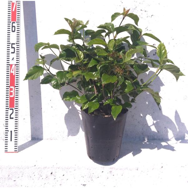 ハクサンボク 樹高H1.4m ハクサンボク 樹高H1.4m