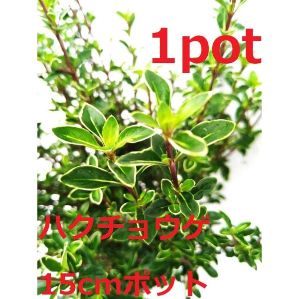 ハクチョウゲ 1ポット 15cmpot 白丁花 白鳥花 盆栽 苗木 刈り込みに