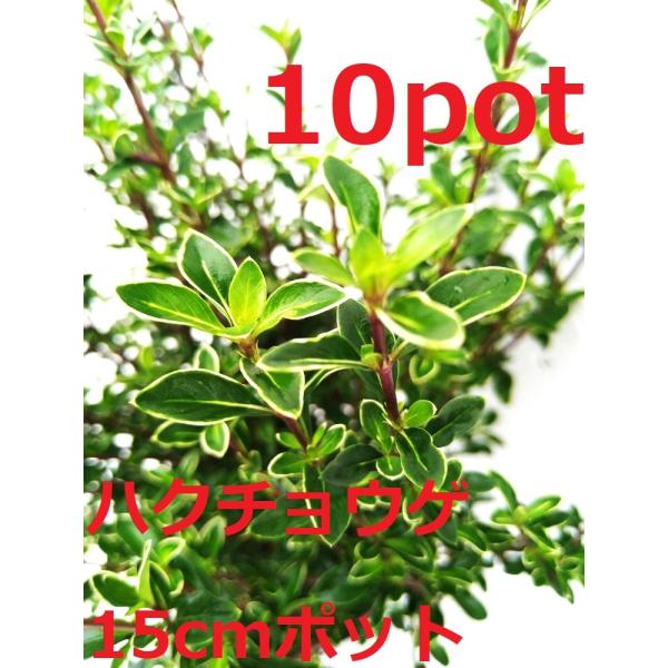 15ｃｍポット×10本セットです。鉢底より30ｃｍ前後の物をお届けします。小さな葉と薄紫白花が無数に春に咲きます。地域によっては冬季は落葉、または半落葉します。刈り込みにも強い植物です。※植物には個体差がございますので性質等をご理解の上ご利...