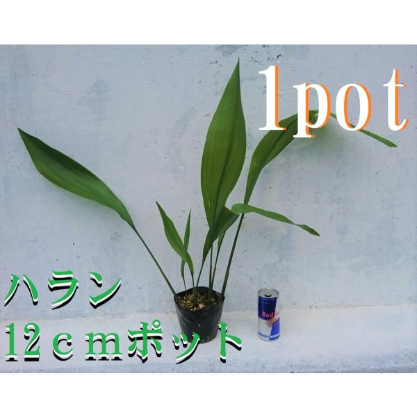 ハラン★葉蘭★アイビー★ホトトギス★鉢ごとどうぞ★ガーデニング★園芸★鉢苗★観葉植物★お料理を素敵に keiaien_haran